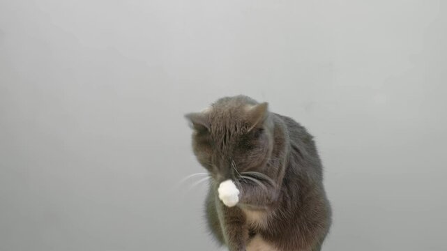 Cat Cleaning Itself By Licking on Gray Color Background. Cute Gray Feline Self-Grooming. Relax Time. Domestic Pet Video. Natural Behavior. Real Shot Kitty Licks its Muzzle Isolated. Goods for Pets