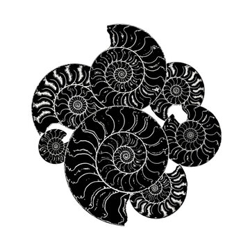 Intricate black and white illustration of several ammonite fossils.