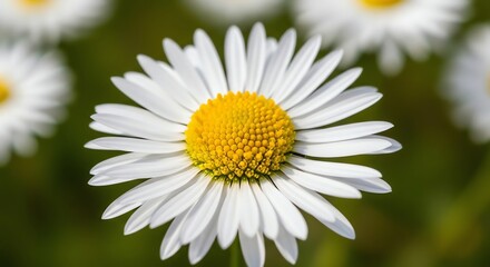 Fototapeta premium Close-up of a white daisy flower with yellow center, blurred green background