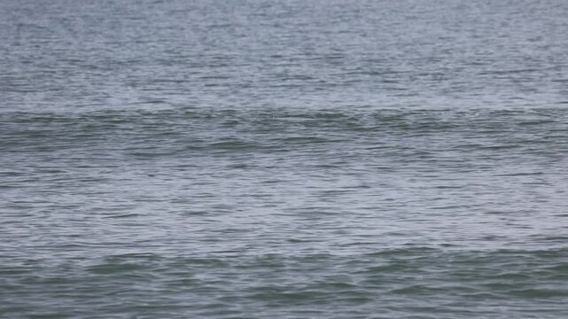 cormoran flottant dans la mer et plongeant