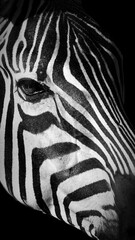 High contrast black and white close up portrait of a zebra eye and stripes against deep black background, artistic wildlife detail composition with dramatic lighting and copy space.