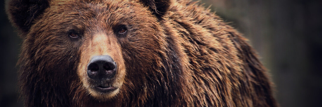 Dramatic close-up of a Kamchatka brown bear in its natural forest habitat. Wide panoramic composition with copy space, ideal for environmental campaigns, wildlife documentaries, and conservation theme