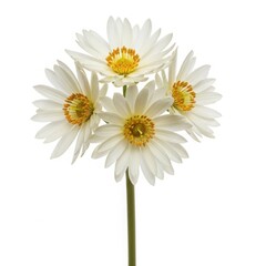 Naklejka premium White gerbera daisy bouquet