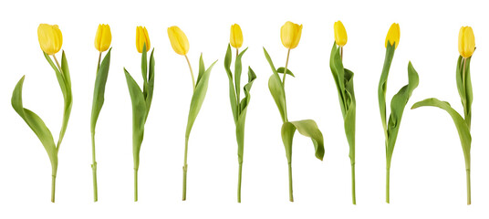Yellow tulips isolated on white background