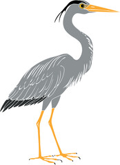 Obraz premium Grey Heron (Ardea cinerea) isolated on white background