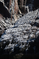Bird colony of seagulls on a rock