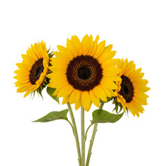 Obraz premium Three vibrant sunflowers in full bloom with green leaves on a white background.