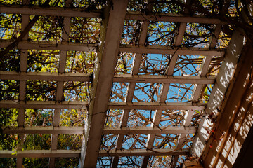 Serene Backyard With Vinecovered Wood. Peaceful Suburban Patio Shaded By Lattice With Dappled Sunlight