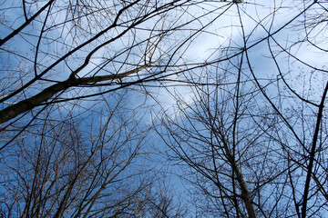 Low Angle View of Bare Tree Branches Against a Clear Blue Sky in Early Spring