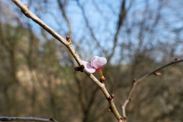 Vibrant Spring Cherry Blossoms: Close-Up Blooming Branch Against Clear Blue Sky. Fresh Cherry Blossoms in Springtime, Blue Sky Backdrop. 