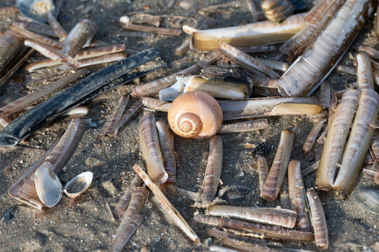 Herausstechende Muschel 