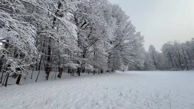 Winter walk across a snowy meadow surrounded by frost-covered forest trees. Peaceful cold landscape with fresh snow and quiet natural atmosphere on a calm winter day.