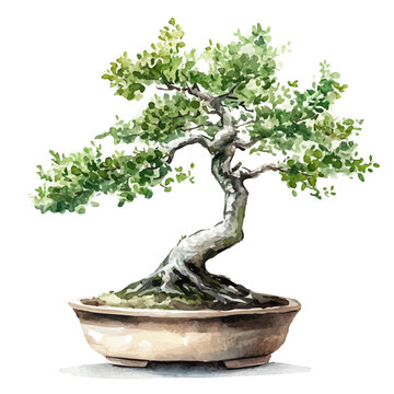 Sissoo Bonsai, watercolor painting with colorful accents, isolated on a white background.