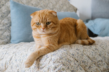 Cat lying on bed with floral blanket and pillows in cozy home interior. Scottish fold breed with orange fur relaxing on soft bedding in bright room with natural light.