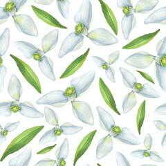 Seamless pattern of blooming snowdrops white