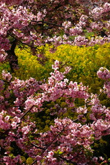 Cherry blossoms and yellow flowers layered vibrant spring background