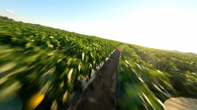 Simulated drone view sweeping low over rows of maturing bell pepper plants in a vast irrigated field under bright morning sunshine vegetable, plants, agriculture