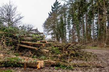 Fototapeta premium Baumschnitt und andere Grünabfälle Deponie am Waldrand