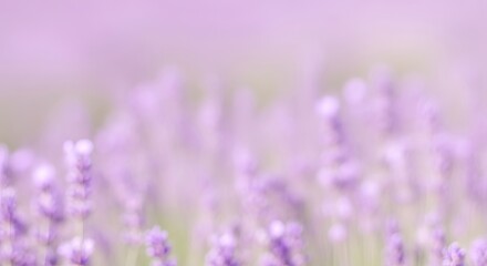 Obraz premium Soft Focus Lavender Flowers Blurred Background.