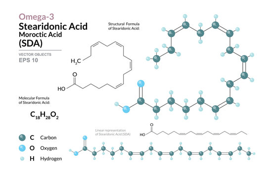 Omega-3 Stearidonic Acid (SDA) Chemical Structure and Structural Formula, 3D Molecular Model, Polyunsaturated Fatty Acid, Scientific Vector Illustration
