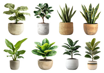 Obraz premium PNG Diverse potted plants collection, transparent background