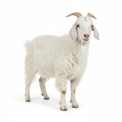 Fototapeta premium White Sheep Standing In Studio With Curly Wool, Friendly Expression, Horns
