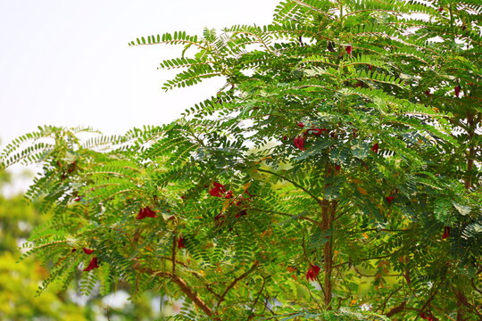 The Agastya plant, or Scarlet Wisteria Tree, has bright . The flowers are borne in pea- or sickle-shaped clusters, are reddish-pink in color, have mild fragrance. Used in cooking. Sesbania grandiflora