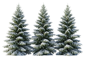 Obraz premium three majestic deep green spruce trees heavily coated with transparent snow, standing on fresh snow against a solid transparent background, rendered in crisp winter daylight. concept of pristine