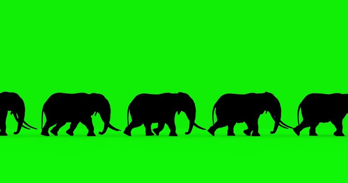 African elephant silhouettes walking green screen loop animation