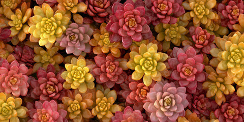 Naklejka premium top view of sedum succulents in autumn colors, yellow and red tones, dense seamless texture