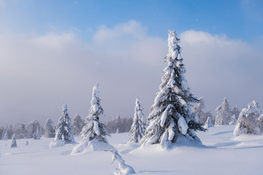 Winter snow-covered trees in the Ural mountains