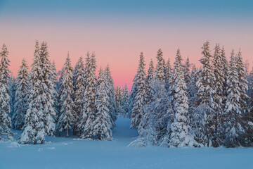 Sunset in a winter forest with snow-covered fir trees. © lizavetta