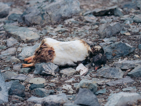 View of a deceased penguin amidst the harsh, rocky terrain, its white and brown feathers contrasting with the cool grey stones, Antarctica, Antarctica.