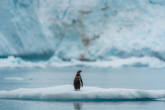 View of a lone penguin stands majestically on a small, pristine ice floe amidst the serene, icy waters with glacial backdrop, Antarctica, Antarctica.