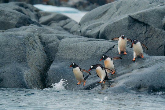 View of penguins leaping from slick, grey rocks into the icy blue water, wings outstretched against the backdrop of the Antarctic landscape, Antarctica, Antarctica.