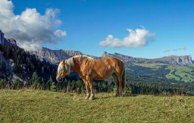 Val Gardena adventure: scenic horses grazing, South Tyrol Alps, natural mountain escape