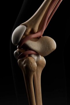 Human Knee Joint Flexion Anatomy