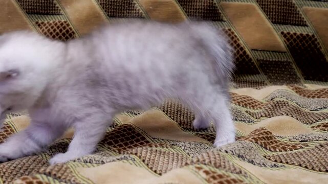 Playful silver scottish fold kitten with folded ears jumping and biting crumpled white paper on brown textured checkered sofa cover