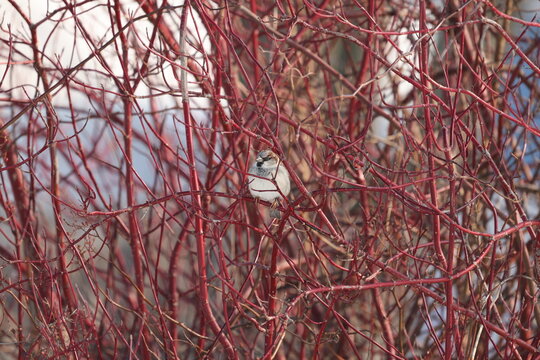 House sparrow nestled within dense red dogwood branches, seasonal urban wildlife in winter light.