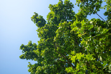 Fototapeta premium Low angle view of lush green maple tree leaves against a clear bright blue sky in summer