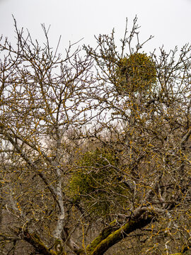 Alter Baum mit Misteln im Fr&uuml;hjahr
