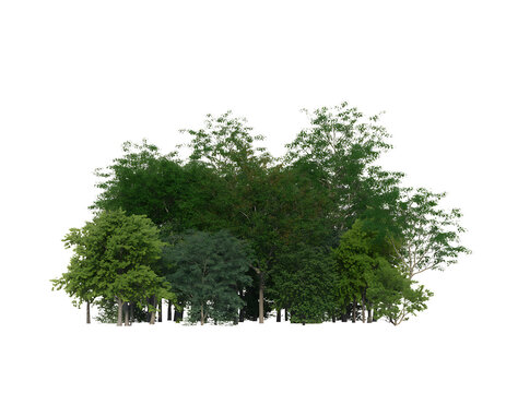 A dense group of lush green deciduous and coniferous trees with visible trunks and branches against a black background isolated on transparent background transparent background
