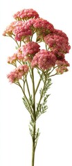 Fototapeta premium Isolated sprig of pink flowers with textured blooms and delicate green foliage