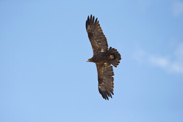 Fototapeta premium adult steppe eagle (Aquila nipalensis) circeling high above the Bale Mountains in Ethiopia