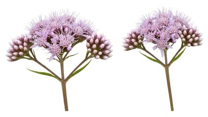 Obraz premium Close up of vibrant pink wildflowers isolated on a bright white background