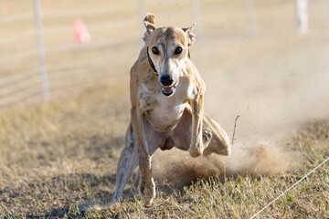 Obraz premium Light colored whippet dog sliding in the grass