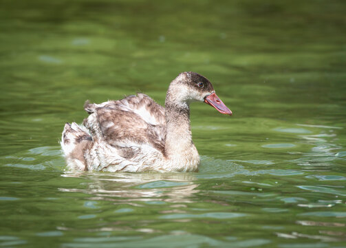 Cisne coscoroba juvenil ave