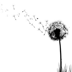 A dandelion flower dispersing its seeds in the wind on a white background