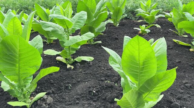 Planting of young tobacco on field in summer overcast day