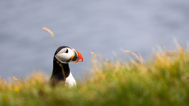 puffin in tall grass, Iceland